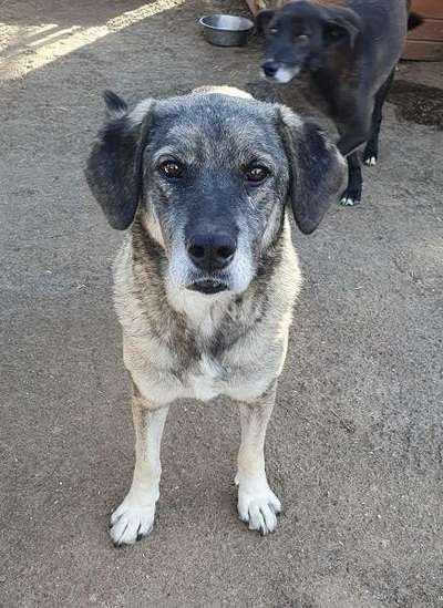 Tierschutzhunde suchen ein Zuhause-Beitrag-Bild