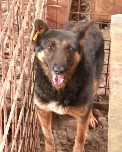 Tierschutzhunde suchen ein Zuhause-Beitrag-Bild