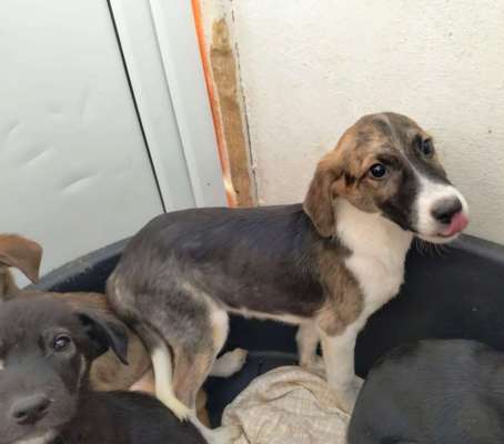 Tierschutzhunde suchen ein Zuhause-Beitrag-Bild