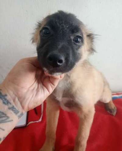 Tierschutzhunde suchen ein Zuhause-Beitrag-Bild