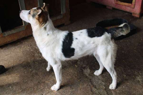 Tierschutzhunde suchen ein Zuhause-Beitrag-Bild