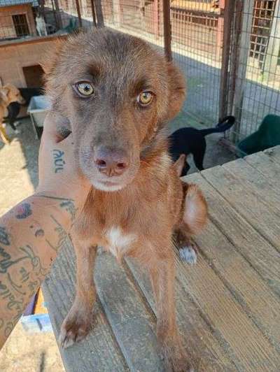 Tierschutzhunde suchen ein Zuhause-Beitrag-Bild