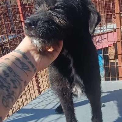 Tierschutzhunde suchen ein Zuhause-Beitrag-Bild