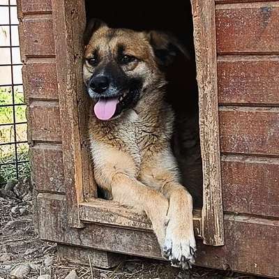 Tierschutzhunde suchen ein Zuhause-Beitrag-Bild