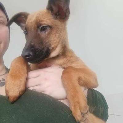 Tierschutzhunde suchen ein Zuhause-Beitrag-Bild