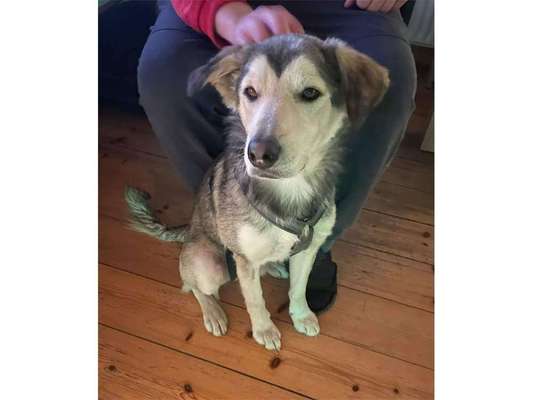 Tierschutzhunde suchen ein Zuhause-Beitrag-Bild