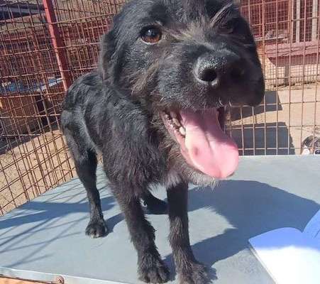 Tierschutzhunde suchen ein Zuhause-Beitrag-Bild