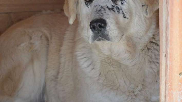 Tierschutzhunde suchen ein Zuhause-Beitrag-Bild
