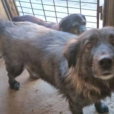 Tierschutzhunde suchen ein Zuhause-Beitrag-Bild