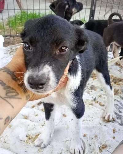 Tierschutzhunde suchen ein Zuhause-Beitrag-Bild