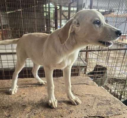 Tierschutzhunde suchen ein Zuhause-Beitrag-Bild
