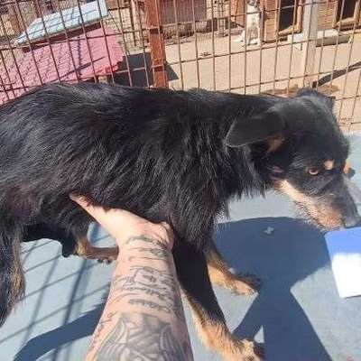 Tierschutzhunde suchen ein Zuhause-Beitrag-Bild