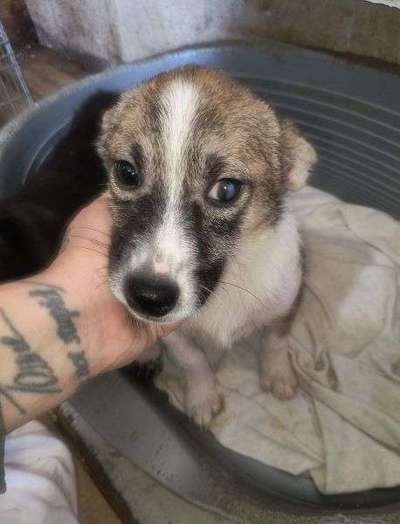 Tierschutzhunde suchen ein Zuhause-Beitrag-Bild