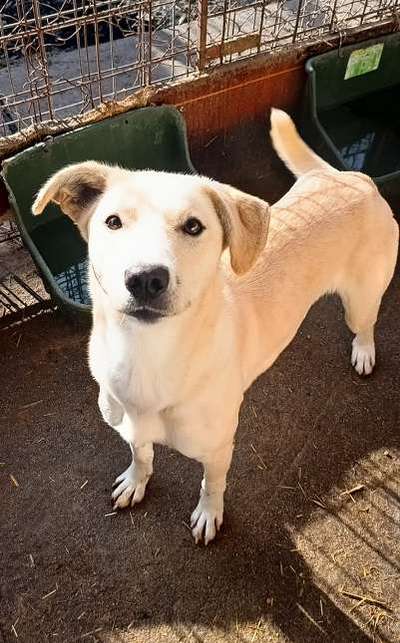 Tierschutzhunde suchen ein Zuhause-Beitrag-Bild