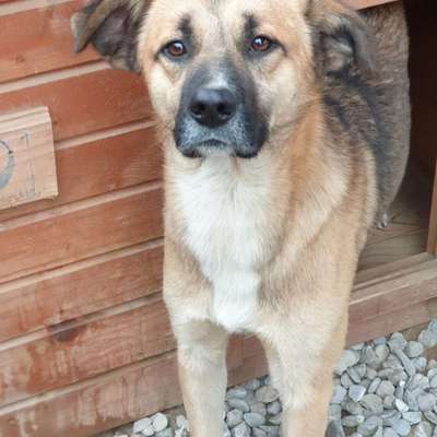 Tierschutzhunde suchen ein Zuhause-Beitrag-Bild