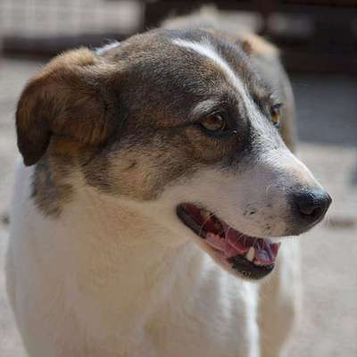 Tierschutzhunde suchen ein Zuhause-Beitrag-Bild