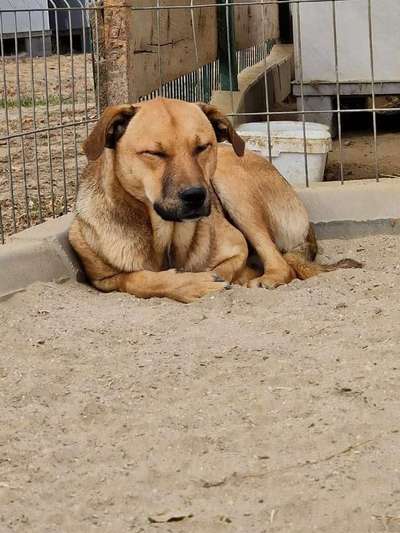 Tierschutzhunde suchen ein Zuhause-Beitrag-Bild