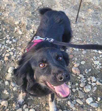 Tierschutzhunde suchen ein Zuhause-Beitrag-Bild