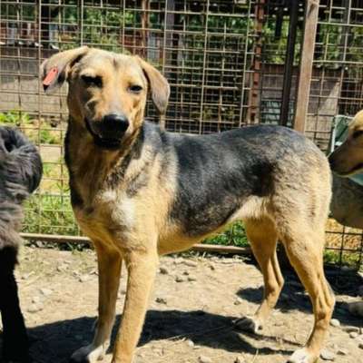 Tierschutzhunde suchen ein Zuhause-Beitrag-Bild