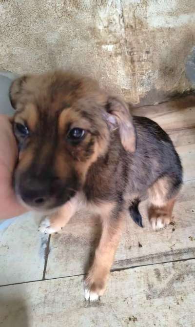 Tierschutzhunde suchen ein Zuhause-Beitrag-Bild