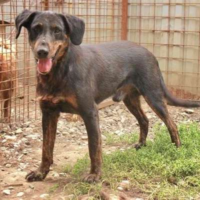 Tierschutzhunde suchen ein Zuhause-Beitrag-Bild