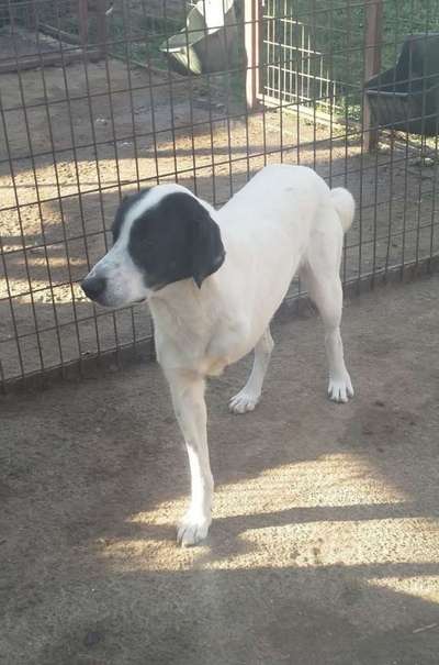 Tierschutzhunde suchen ein Zuhause-Beitrag-Bild