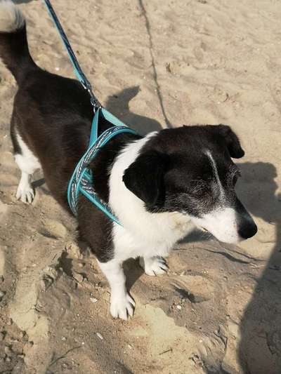 Mischlinge - wo habt Ihr Eure gefunden?-Beitrag-Bild