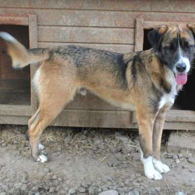 Tierschutzhunde suchen ein Zuhause-Beitrag-Bild