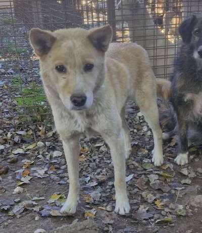 Tierschutzhunde suchen ein Zuhause-Beitrag-Bild