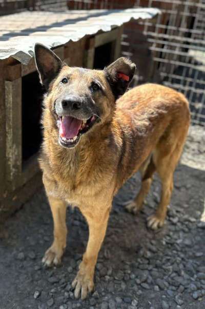 Tierschutzhunde suchen ein Zuhause-Beitrag-Bild