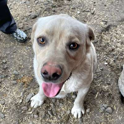 Tierschutzhunde suchen ein Zuhause-Beitrag-Bild