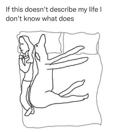 Hunde Memes-Beitrag-Bild