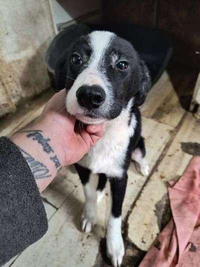 Tierschutzhunde suchen ein Zuhause-Beitrag-Bild