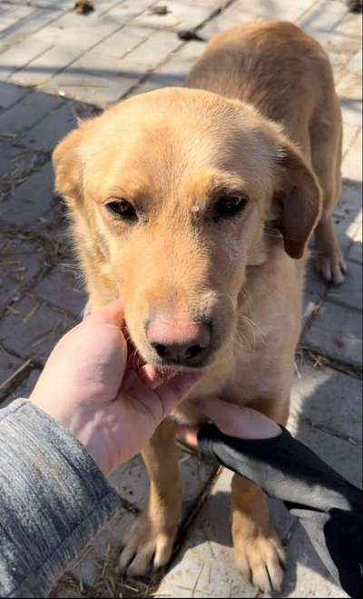 Tierschutzhunde suchen ein Zuhause-Beitrag-Bild