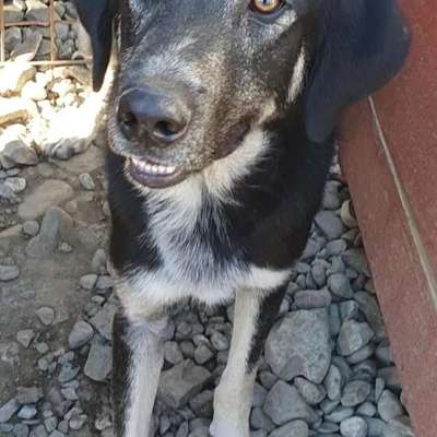 Tierschutzhunde suchen ein Zuhause-Beitrag-Bild