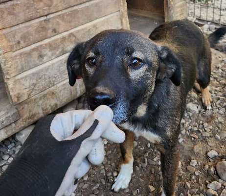 Tierschutzhunde suchen ein Zuhause-Beitrag-Bild