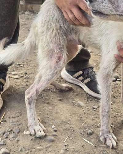 Tierschutzhunde suchen ein Zuhause-Beitrag-Bild