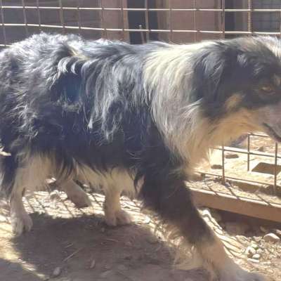 Tierschutzhunde suchen ein Zuhause-Beitrag-Bild