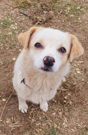 Tierschutzhunde suchen ein Zuhause-Beitrag-Bild