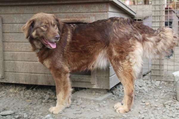 Tierschutzhunde suchen ein Zuhause-Beitrag-Bild