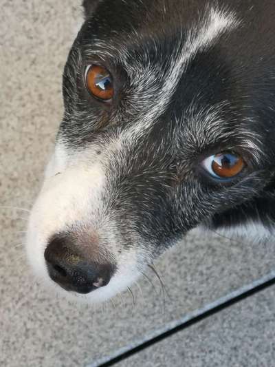 Dogorama Photo Challenge - Hundeblick zum hinschmelzen-Beitrag-Bild