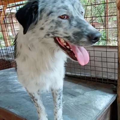 Tierschutzhunde suchen ein Zuhause-Beitrag-Bild