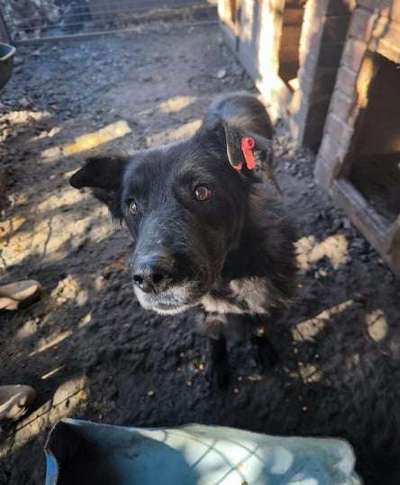 Tierschutzhunde suchen ein Zuhause-Beitrag-Bild