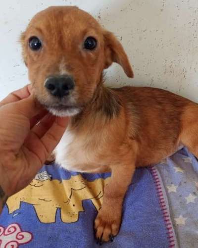 Tierschutzhunde suchen ein Zuhause-Beitrag-Bild