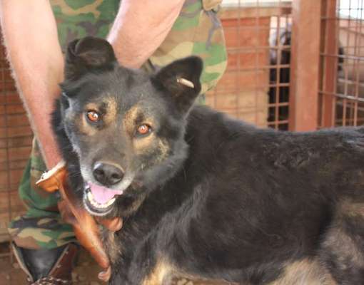 Tierschutzhunde suchen ein Zuhause-Beitrag-Bild