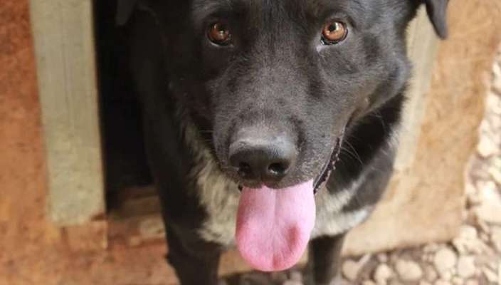 Tierschutzhunde suchen ein Zuhause-Beitrag-Bild