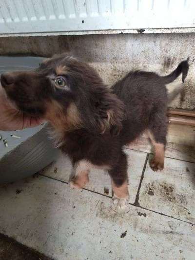 Tierschutzhunde suchen ein Zuhause-Beitrag-Bild