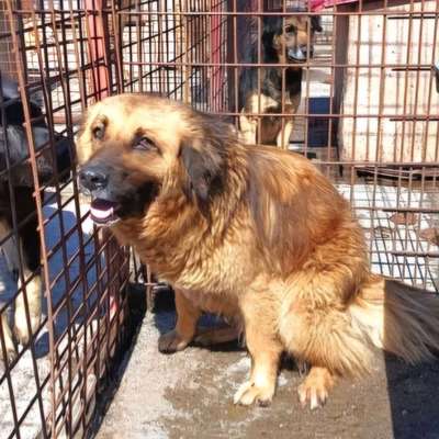 Tierschutzhunde suchen ein Zuhause-Beitrag-Bild