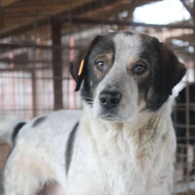 Tierschutzhunde suchen ein Zuhause-Beitrag-Bild