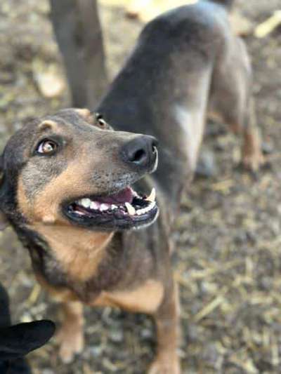 Tierschutzhunde suchen ein Zuhause-Beitrag-Bild